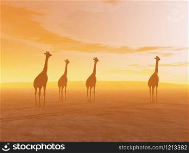 Silhouette of four giraffes standing in the desert by sunset
