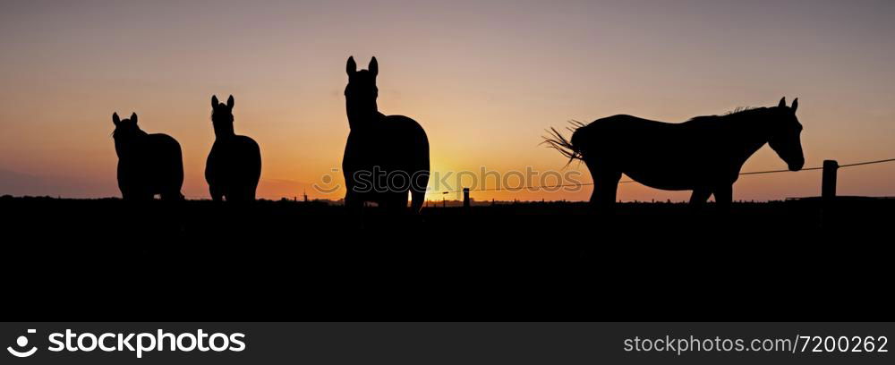 silhouette of four horses in meadow against colorful sky at sunset