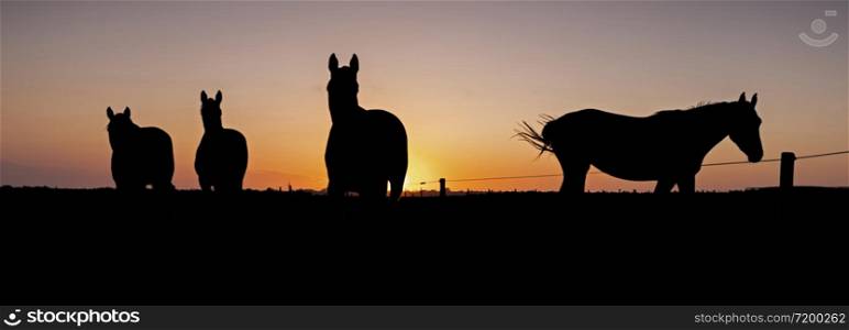 silhouette of four horses in meadow against colorful sky at sunset