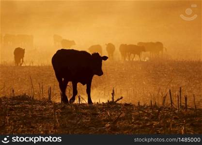 Silhouette of free-range cattle walking on dusty field at sunset, South Africa