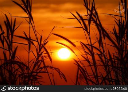 silhouette of gramineae grass with beautiful golden sunset background
