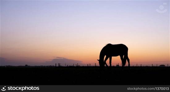 silhouette of grazing horse in meadow against colorful setting sun