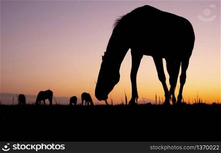 silhouette of grazing horses in meadow against colorful setting sun
