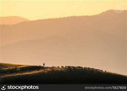 Silhouette of herdsman with herd of sheep, dogs on the hill, mountains, grass and orange sky with golden sunlight at sunset in autumn. Landscape with shepherd herding sheep across the pasture in fall