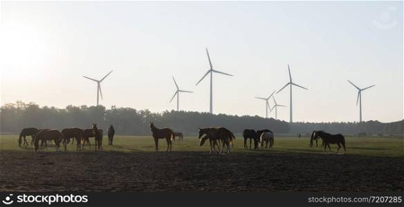 silhouette of horses and wind turbines in german landscape of south lower saxony