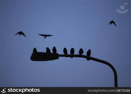 silhouette of jackdaws sitting on streetlight and others flying