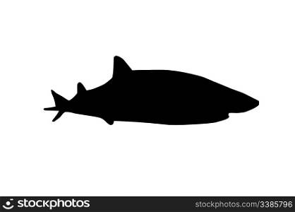 Silhouette of Large Shark Swimming in the Sea