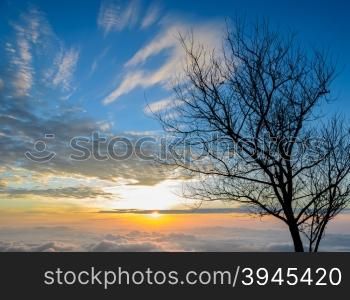 Silhouette of leafless tree on dramatic sunrise sky with sea of fog