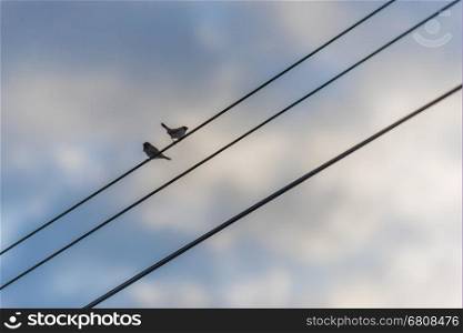 Silhouette of little bird on railway electric wires
