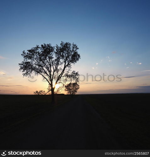 Silhouette of lone tree at sunset in rural field.