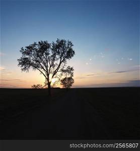 Silhouette of lone tree at sunset in rural field.