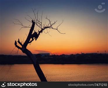 Silhouette of lonely dry tree over sunset sky background. Abstract bare willow branches, dramatic scene near lake and a city on horizon. Dead nature, environmental concept.