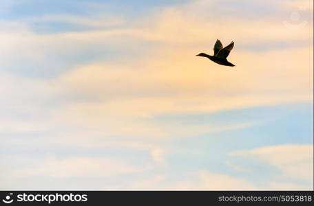 Silhouette of mallard duck flying