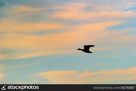 Silhouette of mallard duck flying
