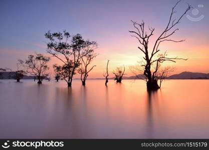 silhouette of mangrove trees and landscape sunset scene
