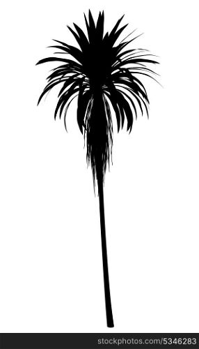 silhouette of mountain cabbage palm tree isolated on white background