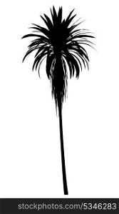silhouette of mountain cabbage palm tree isolated on white background