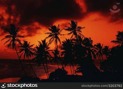 Silhouette of palm tree at dusk, Majuro, Marshall Islands