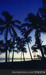 Silhouette of palm tree on the beach, Viti Levu, Fiji