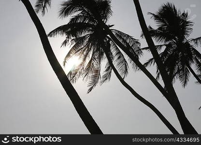 Silhouette of palm trees against sky