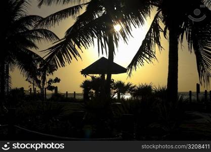 Silhouette of palm trees at dusk, White Street Pier, Key West, Florida, USA