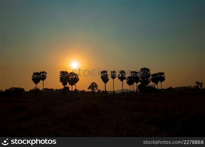 Silhouette of palm trees at sunset sky background.