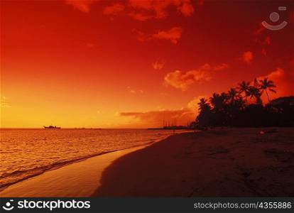 Silhouette of palm trees on the beach at dusk, Hawaii, USA