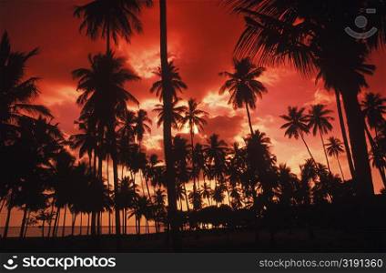 Silhouette of palm trees on the beach, Bali, Indonesia