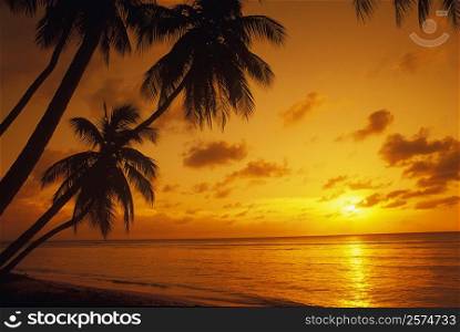 Silhouette of palm trees on the beach, Caribbean