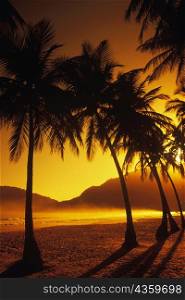Silhouette of palm trees on the beach, Caribbean