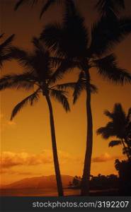 Silhouette of palm trees on the beach, Hawaii, USA