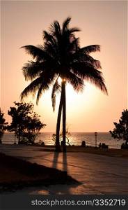 Silhouette of palmtree at sunset with Caribbean Sea in the background. Contre-jour shot.
