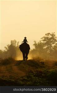 Silhouette of people ride elephant walking on the path at Vietnam countryside, the dusty way by dust of soil, mahout ride this animal for travel in Buon Me Thuot