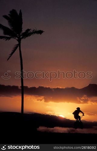 Silhouette of person riding bicycle near tropical palm tree with sunset in background