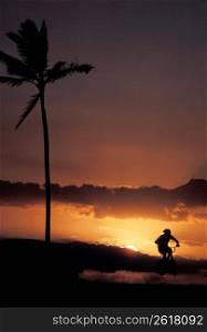 Silhouette of person riding bicycle near tropical palm tree with sunset in background