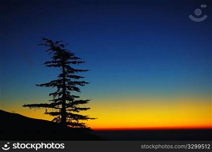 Silhouette of pine tree at sunrise