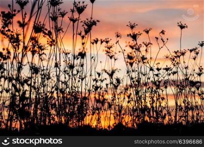 Silhouette of plants against the background of sunset in summer. Silhouette of plants at dusk