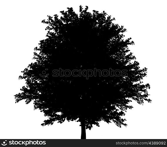 silhouette of red maple tree isolated on white background