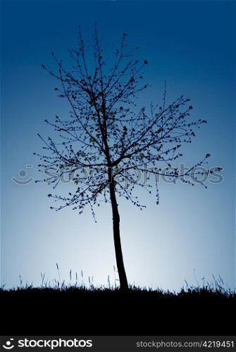 Silhouette of small fruit tree in dusk