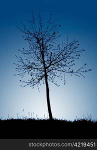 Silhouette of small fruit tree in dusk