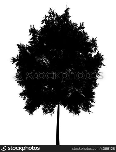 silhouette of small-leaved lime tree isolated on white background