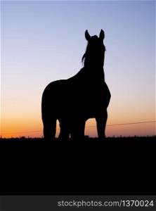 silhouette of standing horse in meadow against colorful setting sun