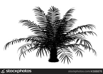 silhouette of sugar palm tree isolated on white background