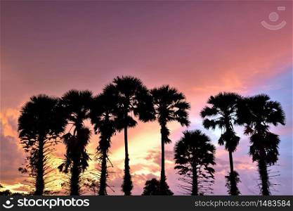 silhouette of sugar palm tree on rice fields in the evening.