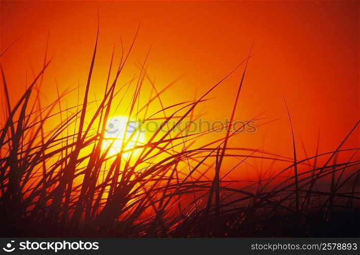 Silhouette of tall grass at dusk, Cape Cod, Massachusetts, USA