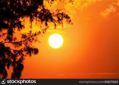 Silhouette of the tree and the sun in a light orange yellow at sunset.