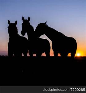 silhouette of three horses in meadow against colorful sky at sunset