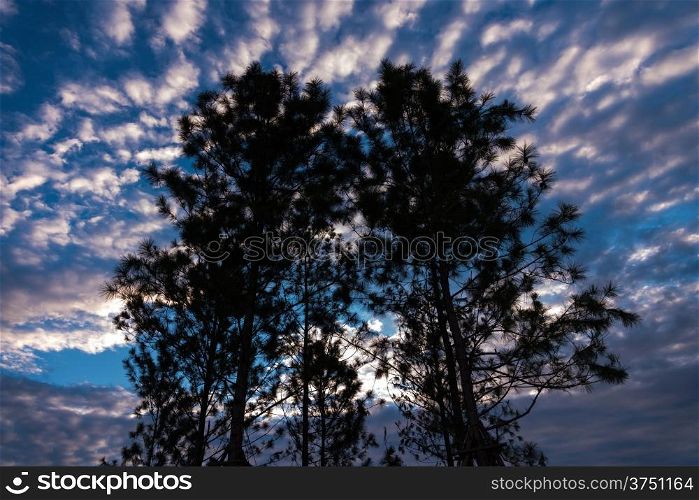 Silhouette of tree against a blue sky