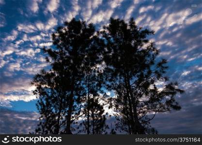Silhouette of tree against a blue sky