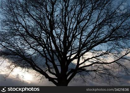 Silhouette of tree against great cloudy winter sunset sky
